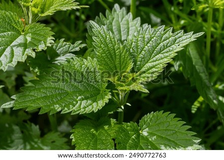 Similar – Image, Stock Photo Nettle as background