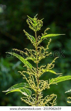 Similar – Image, Stock Photo Nettle as background