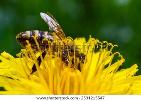 Similar – Image, Stock Photo Bee flies on blue grape hyacinth