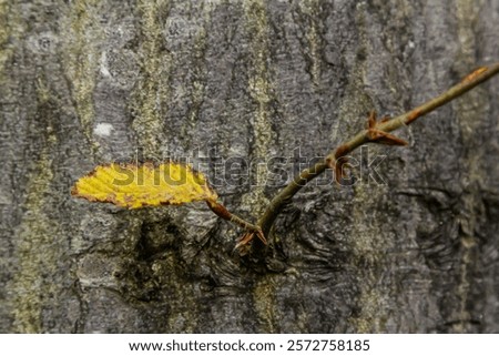 Similar – Foto Bild Bäume, die in der freien Natur wachsen