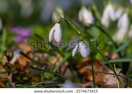 Similar – Foto Bild Ein Schneeglöckchen, eine weiße Christrose und ein lilafarbener Krokus liegen auf Holz