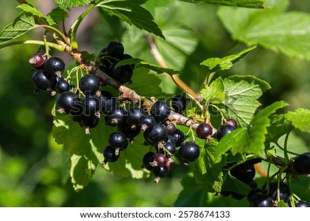 Similar – Image, Stock Photo Ripe black currants hanging on the bush