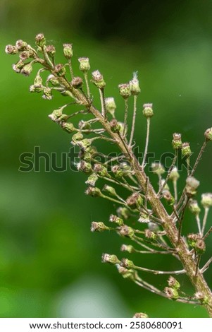 Similar – Image, Stock Photo Inflorescences of the common yarrow, Achillea millefolium with yellow ray florets