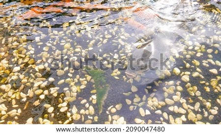 Freshwater golden fish swimming in the clear pond 商業照片 © 