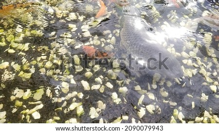 Freshwater golden fish swimming in the clear pond 商業照片 © 
