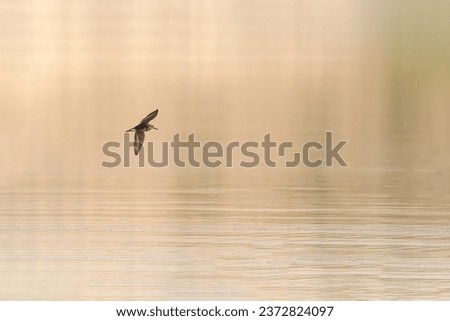 Similar – Image, Stock Photo Seagulls flying over my head in Berlin