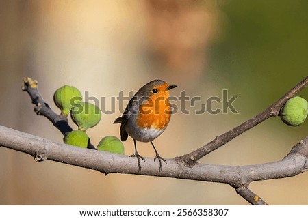 Similar – Image, Stock Photo A robin is on the lookout for a suitable house on a wooden roof. Well, or for another robin.