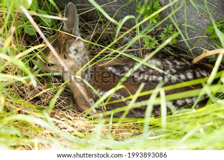 Deer pup hiding in the grass  Stock fotó © 