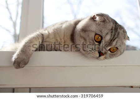 Scottish Fold cat lying on the balcony looking down hanging paw