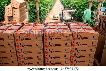Similar – Image, Stock Photo Greenhouse for Raspberries