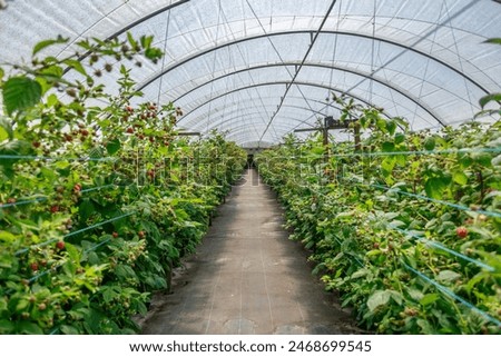 Similar – Image, Stock Photo Greenhouse for Raspberries