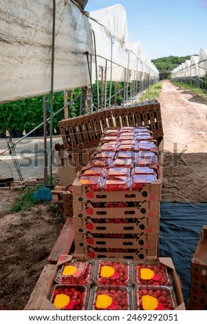 Similar – Image, Stock Photo Greenhouse for Raspberries