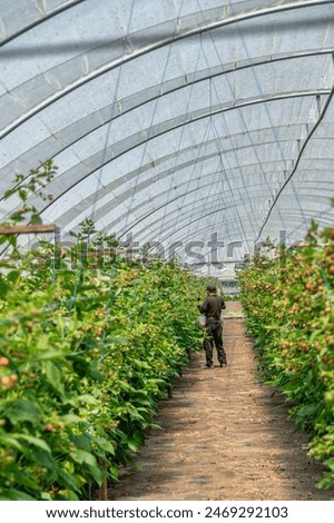 Similar – Image, Stock Photo Greenhouse for Raspberries