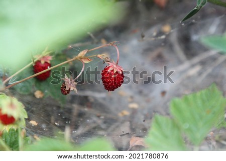 Wild strawberry in forrest . High quality photo. Selective focus Foto d'archivio © 
