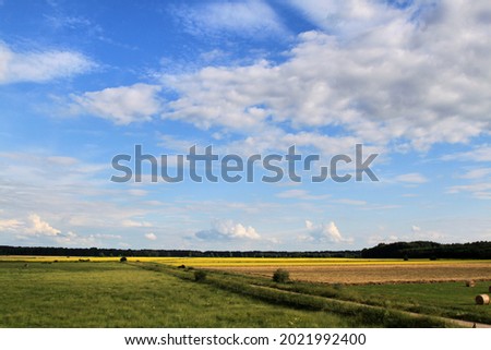 Colourful yellow rape field . High quality photo. Selective focus Stock foto © 