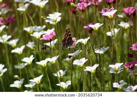 Photo of Braun butterfly with closed wings on a white flower. High quality photo.. Selective focus