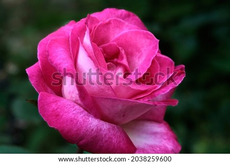 Close-up of a pink rose on a dark green background. High quality photo Stock foto © 