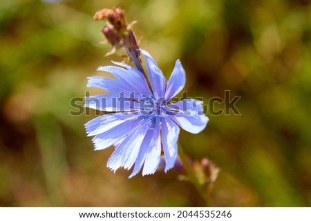 Beautiful chicory flower on an unfocused field background. High quality photo. Selective focus Foto d'archivio © 