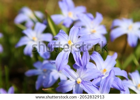 Photo of Blue scylla flowers in the early spring with slightly unfocused background. High quality photo