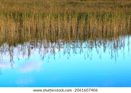Reed reflecting in the the blue water of a lake. Selective focus. High quality photo Stock foto © 