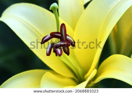 Similar – Image, Stock Photo Orange Lily stamens close up with selective focus