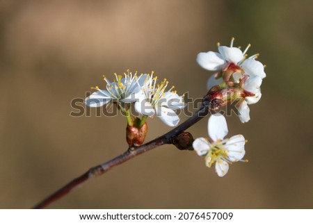 Photo of Blooming apple tree on a blurred natural background. Selective focus. High quality photo