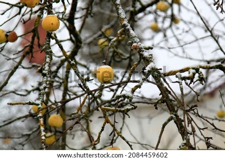 Yellow apples on the tree covered with first snow. Selective focus. High quality photo