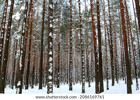 Winter scenery with pine forest covered with white snow. Selective focus.  Stock foto © 