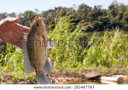 Tilapia fish caught by a fish man in Brazil with bokeh background