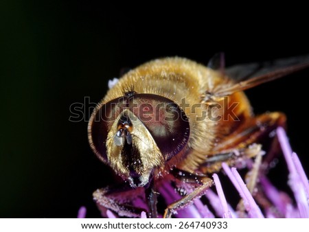 Hover Fly (bee mimic) feeding