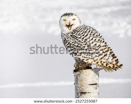 Similar – Foto Bild Weiße Schneeeule vor schwarzem Hintergrund, Rückansicht, Federkleid in Detailaufnahme