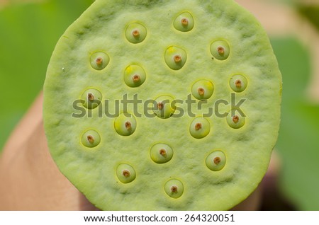 lotus seeds
