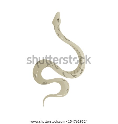 Grey snake with pattern on skin - dangerous serpent animal drawing isolated on white background. Hand drawn reptile from top view - vector illustration.