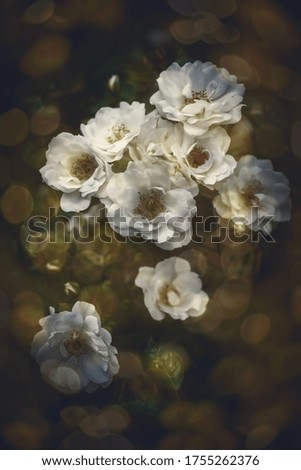 Blossom flowers background- header rose. Bokeh  abstract defocused. Soft lights pattern- selective focus. Art sparkle