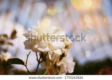 Blossom flowers background- header rose. Bokeh  abstract defocused. Soft lights pattern- selective focus. Art sparkle