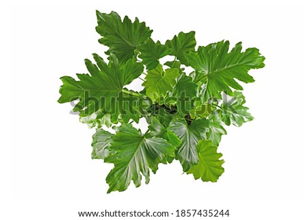 Top view of tropical 'Thaumatophyllum Shangri La' ,also called 'Philodendron Selloum', houseplant isolated on white background. 