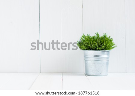 Spring green home plant in a metal pot on a background of white-painted boards. Village life, home gardening.