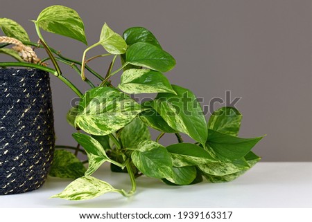 Leaves of tropical 'Epipremnum Aureum Marble Queen' pothos houseplant with white variegation in front of gray wall