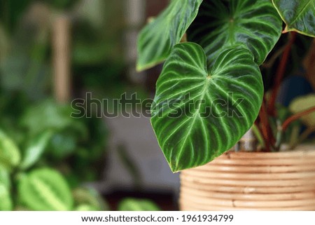 Close up of topical 'Philodendron Verrucosum' houseplant with dark green veined velvety leaves in flower pot with other plants in blurry room background