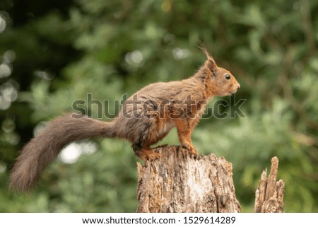 A selective closeup shot of a cute brown squirrel standing on a plank of wood with a blurred background