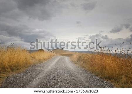 A horizontal view of an empty path surrounded by dried plants and foliage under the cloudy sky