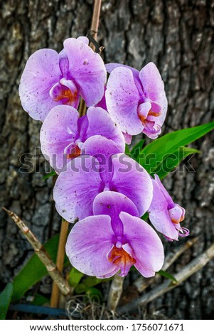 A vertical shot of a purple moth orchid behind the tree