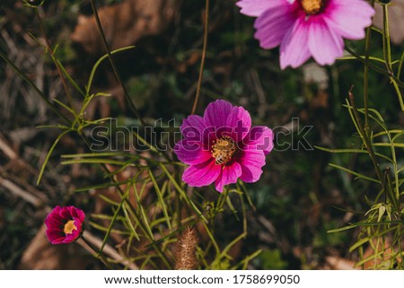A selective focus shot of a bee collecting nectar from a purple flower