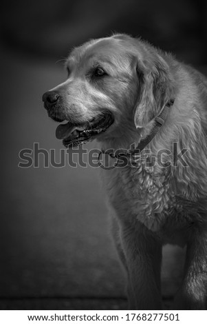 A grayscale shot of a golden retriever on blurred background
