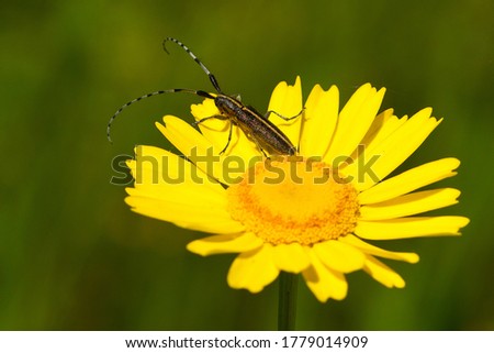 A soft focus of a beetle with long antennae on a vibrant yellow flower at a field