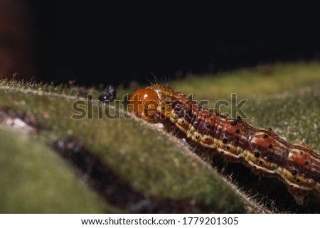 A soft focus of a brown caterpillar on a leaf against a black background