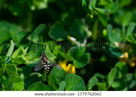 A closeup shot of a yellow and black fly on green cape sorrel leaves