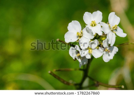 A close-up macro shot of White Wall Rocket plant with flowers in bloom and a bokeh background of the Maltese countryside, in Malta during winter