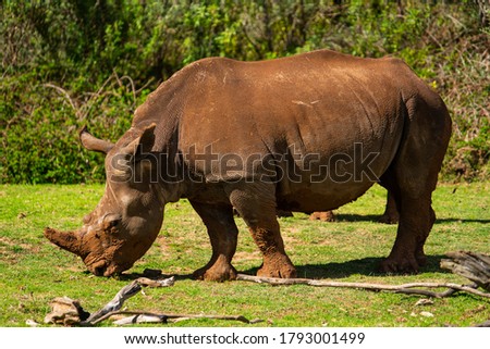 A mesmerizing shot of a rhinoceros on the green grass at daytime