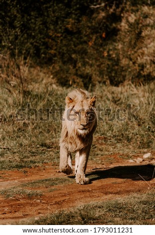 A mesmerizing shot of a powerful lion standing on the grass and looking forward